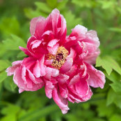 Dorothy Murdoch's photo