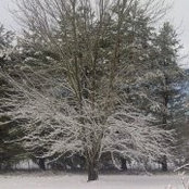 Sharon Chevillet's photo