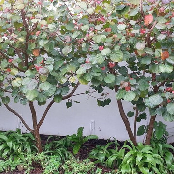 Pleached evergreen hibiscus hedge