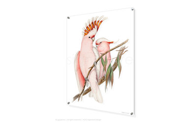signarture pink cockatoo perspex fine art print