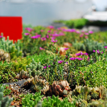 Urban green roof