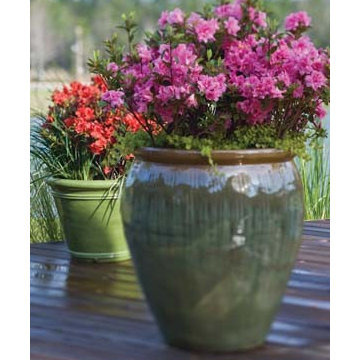 Encore Azalea Container Gardens