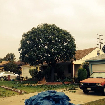 Our Tree Services