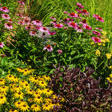 Plants