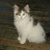 Diane Pineault's photo