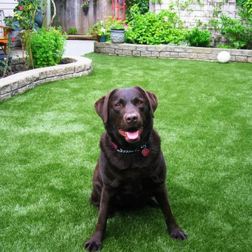 Pet-Friendly Artificial Grass