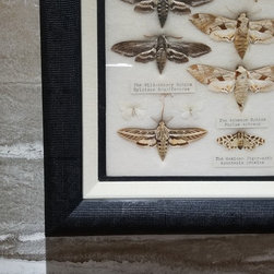 Detail Framed Moth Specimen - Picture Frames