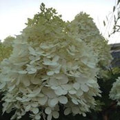 Susan Wnor's photo