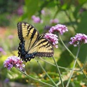 Kari Westphal's photo