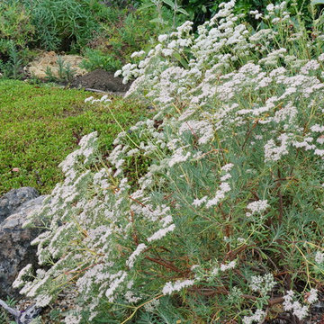 Eriogonum arborescens
