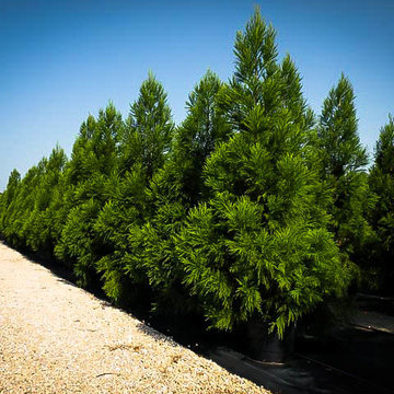 Yoshino Japanese Cedar - Cryptomeria japonica 'Yoshino'