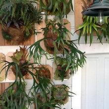 plantas