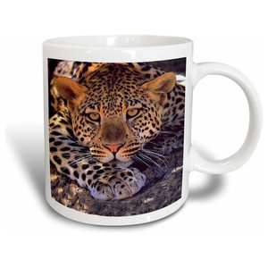 Shikara Siberian Tiger Mug Traditional Mugs By 3drose L L C