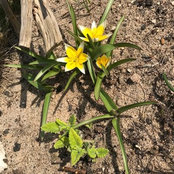 Foto von Gartenprinzessin