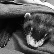 Ryan Koons's photo