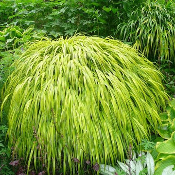 Japanese Forest Grass