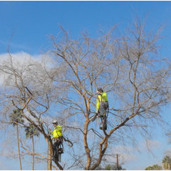 Trees For Needs