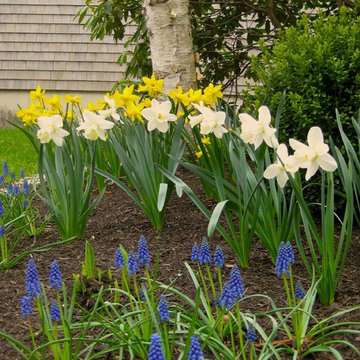Grape Hyacinth and Mixed Daffodils