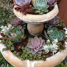 Backyard Project