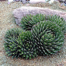 PLANTS FOR OUTSIDE