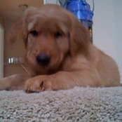 Holly Breno- Hansen's photo