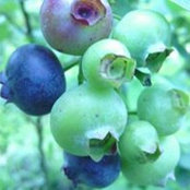 Ann Chen's photo
