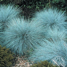 grasses and meadow gardens