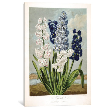 "Hyacinths" by Sydenham Edwards, Canvas Print, 12x8"