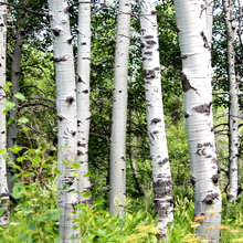 TREES