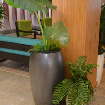 Indoor Plants by Lanaiscapes