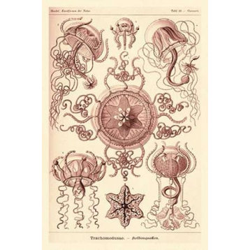 Haeckel Nature Illustrations: Trachomedusae - Jellyfish - Rose Tint Print