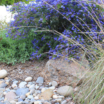 California Native Garden and Bioswale
