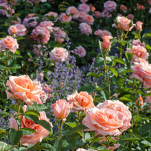 Rose Favorites