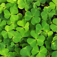 Legends of St. Patrick and Ireland