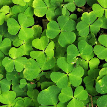 Oxalis acetosella