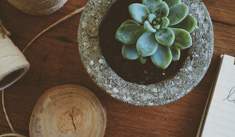 Grøn trend: Alt du skal vide om de 8 mest populære planter