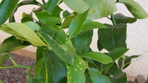 Citrus Tree Leaves Wilting Mandarin And Lime