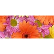 Cindy Dudek's photo