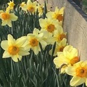 Amy Trent's photo