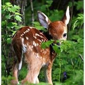 Zoe MJ Scheggia's photo