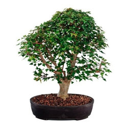 5 Year Trident Maple Outdoor Bonsai Tree - Area Rugs
