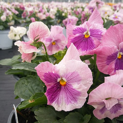 Current Featured Plants - Products