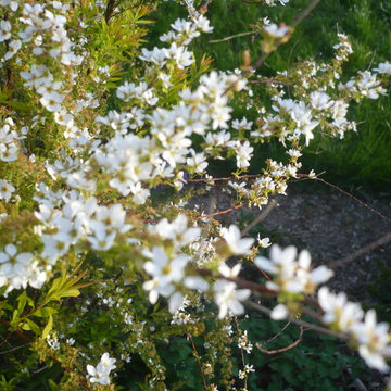 Spring in the Garden
