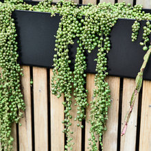 Garten & Pflege