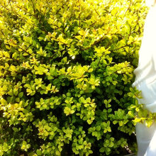 FRONT BED PLANT IDEAS