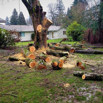 Tree Removal & Stump Grinding