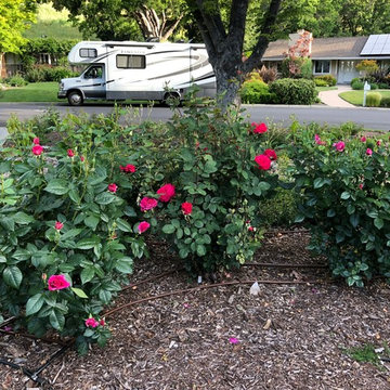 Front Yard Slow and Patient Remodel