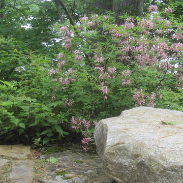 Native pinxterbloom azalea