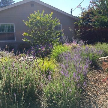 Los Altos No Lawn, Low Water