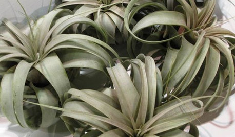 不思議な植物、エアプランツの魅力